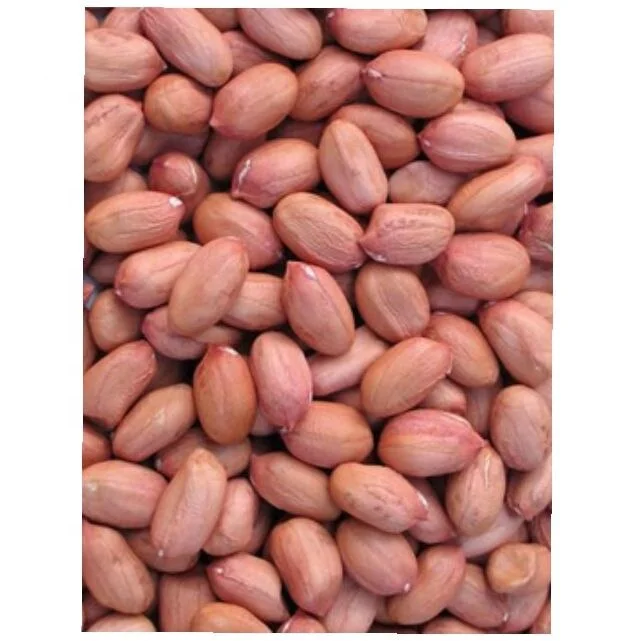 Healthy snack top grade  peanut kernels peeled peanuts nuts in bulk from INDIAN manufacturer
