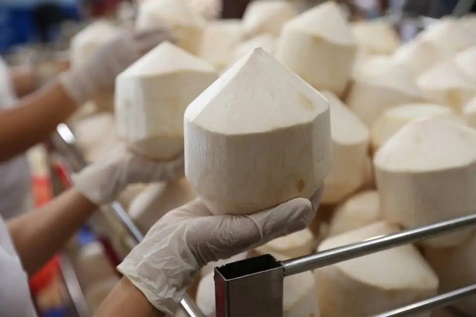 
Fresh Coconut/Easy Open Coconut with Ring Pull/Diamond Cut Coconut 