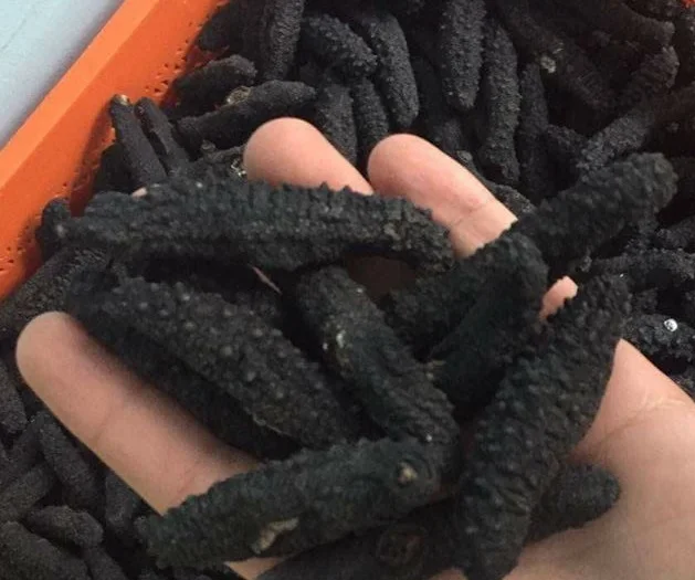 Сушеный морской огурец