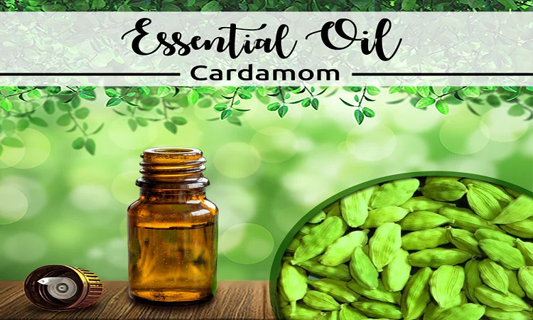 Candle Making Cardamom Oil Wholesale Price Top Grade Essential oil Gift Set with full Customization Services