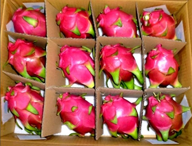 FRESH DRAGON FRUIT/PITAYA WITH THE COMPETITIVE PRICE / WHATSAPP: +84-979558557