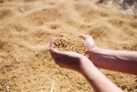 HOT ANIMAL FEED: SOYBEAN MEAL HIGH QUALITY / WHATSAPP: +84-979558557