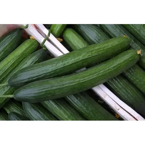 
Cucumber Seeds 