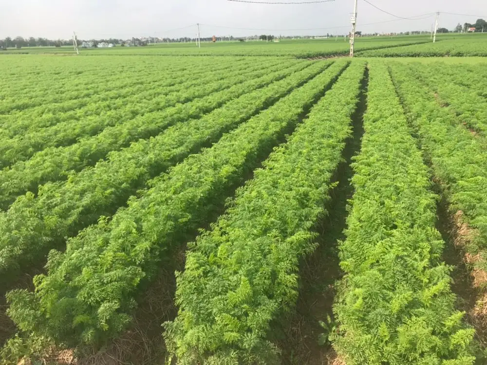
HIGH QUALITY CARROT VIETNAM FOR EXPORT WITH CHEAP PRICE - WHATSAPP : +84937902846 