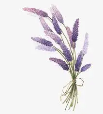Wholesale Price Top Quality Undiluted 100% Pure Lavender Essential oil