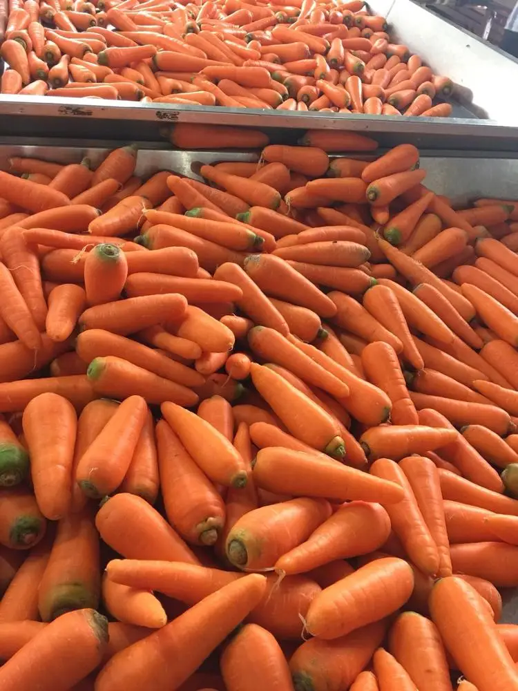
HIGH QUALITY CARROT VIETNAM FOR EXPORT WITH CHEAP PRICE - WHATSAPP : +84937902846 