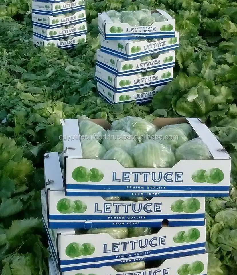 Свежий брокколи для продажи лучшая цена и качество, iceberg салат готов к экспорту