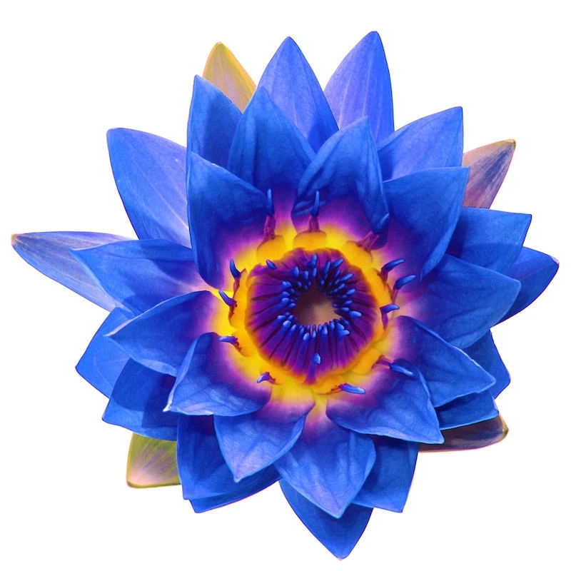 Best Grade Blue lotus absolute oil at bulk price from India