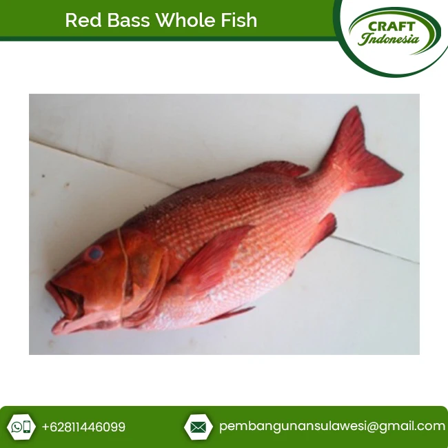 Высшее качество замороженные морепродукты красный окунь цельная рыба из