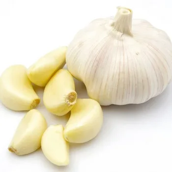 TOP QUALITY FRESH GARLIC