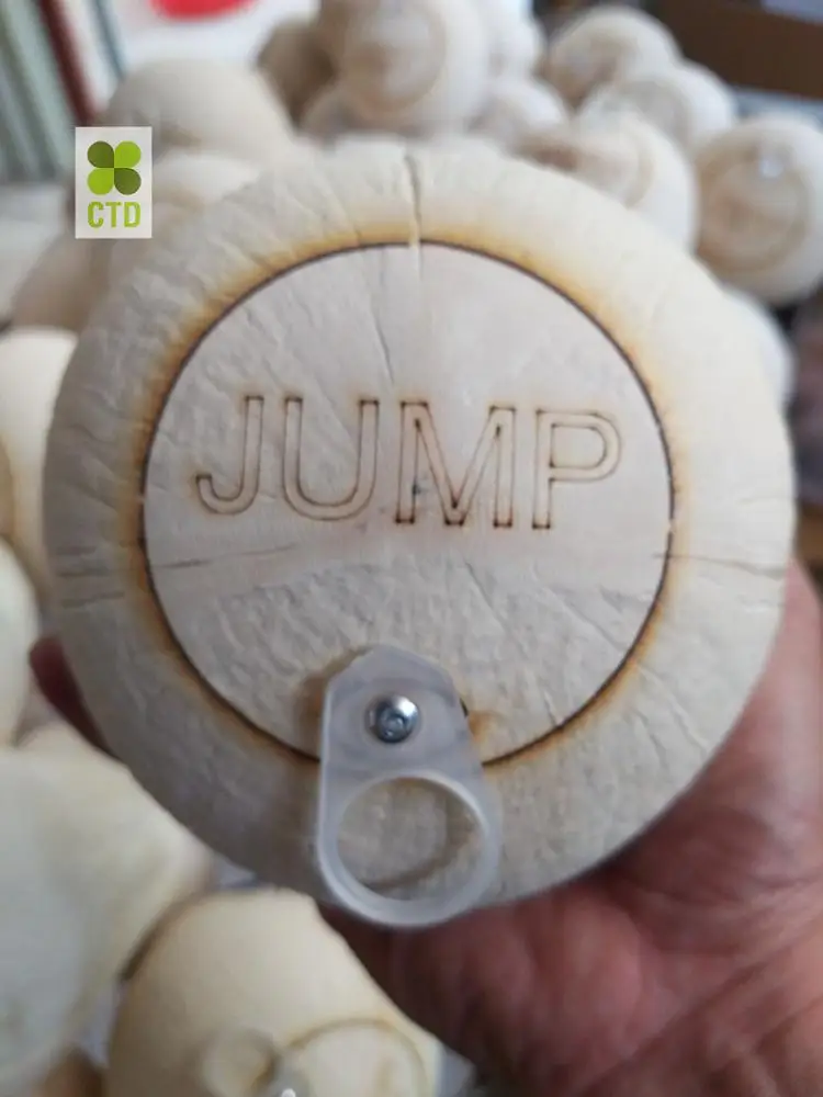 
Wholesale Easy Open Coconut/Fresh Young Coconut with High Quality/Diamond Coconut from Vietnamese Supplier 