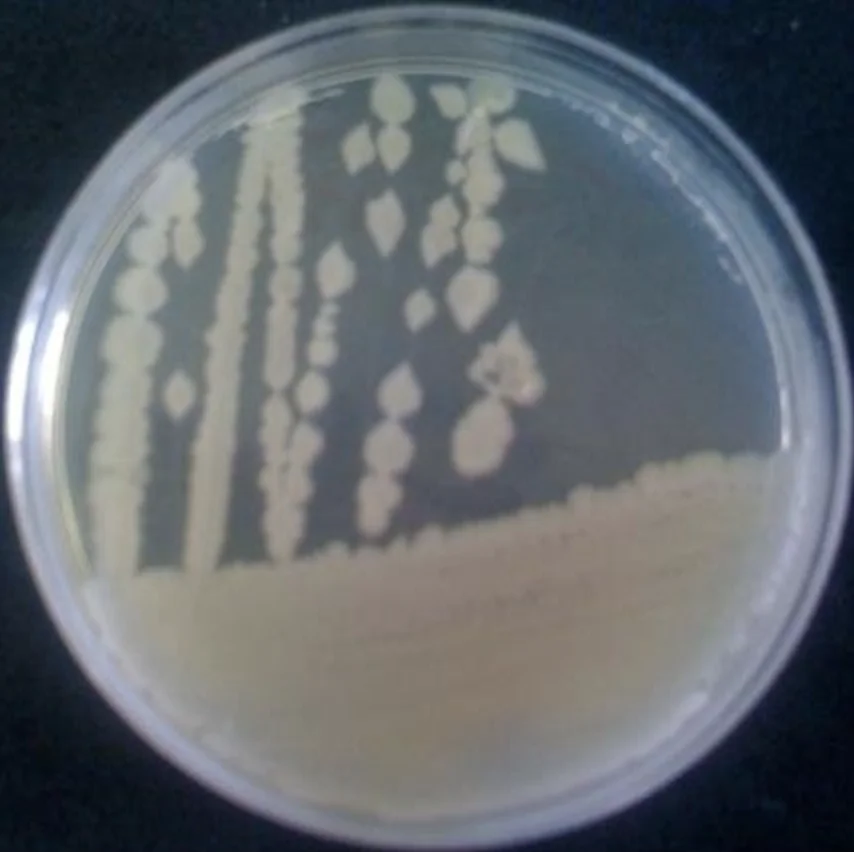 
Bacillus Thuringiensis Israelensis Highest Quality 4000 IU/mg 8000IU/mg 16000 IU/mg 