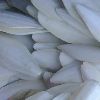 Cuttlefish Bone