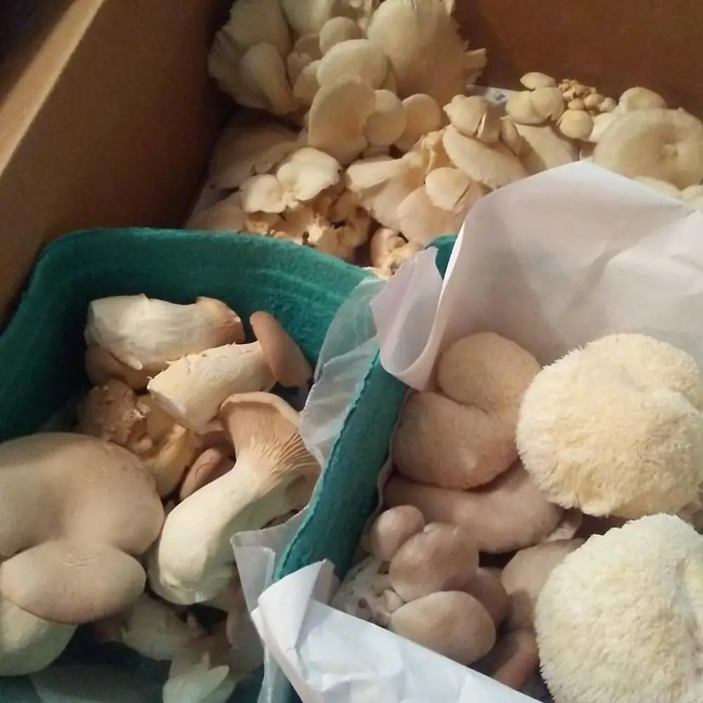 
100% fresh mushroom material IQF frozen oyster mushroom price /good price /asia 