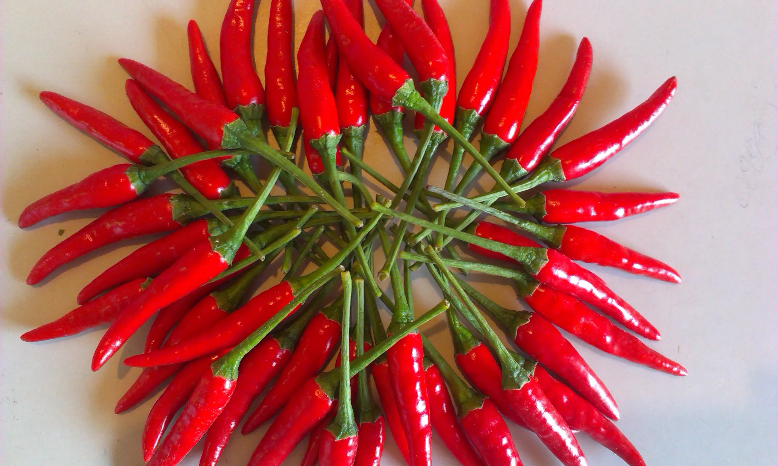 
FRESH RED CHILI / HIGH QUALITY / ORIGIN VIETNAM 