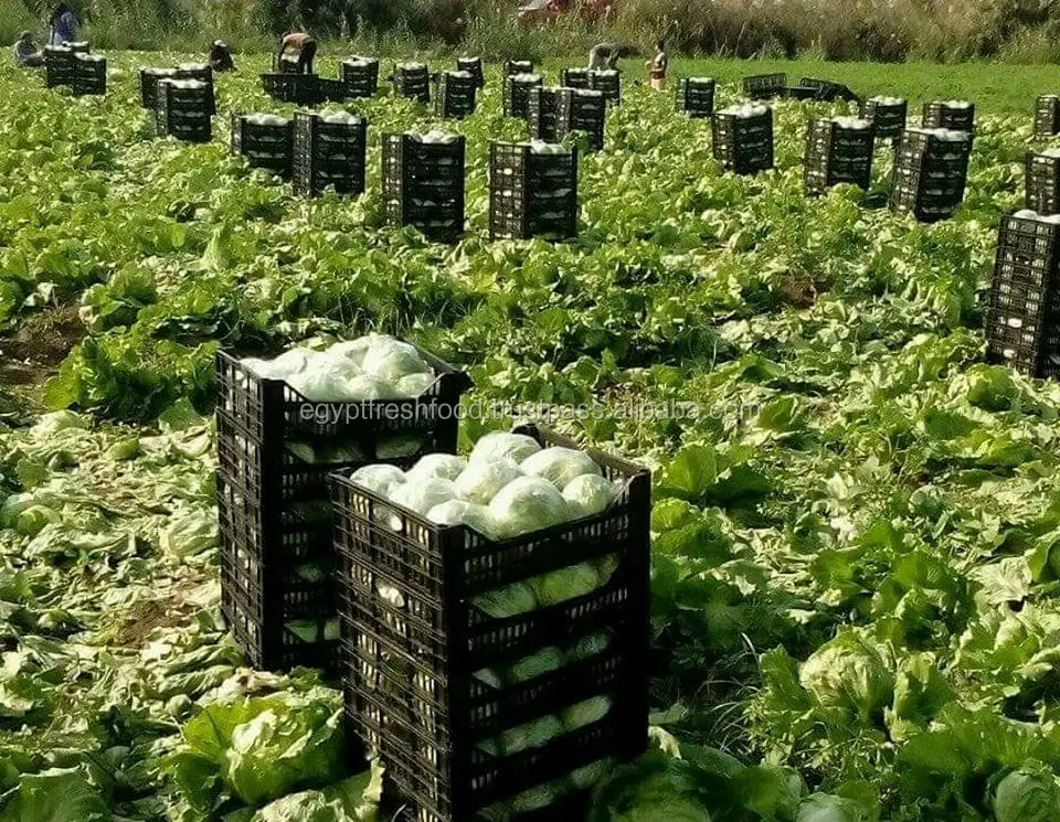 Свежий брокколи для продажи лучшая цена и качество, iceberg салат готов к экспорту