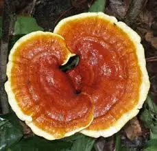 
Best Quality Reishi mushroom /Whatsapp +84 845 639 639 (Ms.Holiday) 