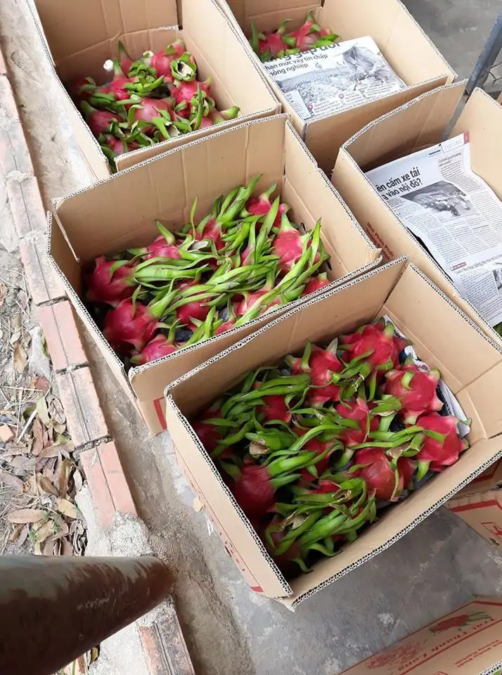 
VIETNAM DRAGON FRUIT BEST PRICE FOR EXPORT / WHATSAPP: +84-979558557 