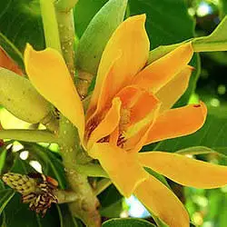 100% Fresh  Pure and Natural Champaca Red  Floral Absolute Oil  With Precious Quality