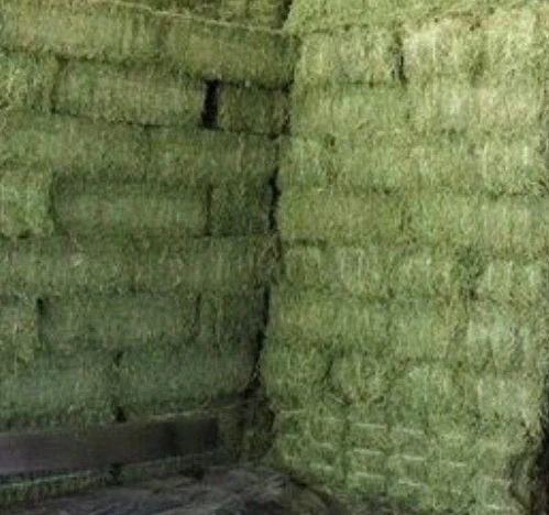 A Grade high quality Alfalfa Hay