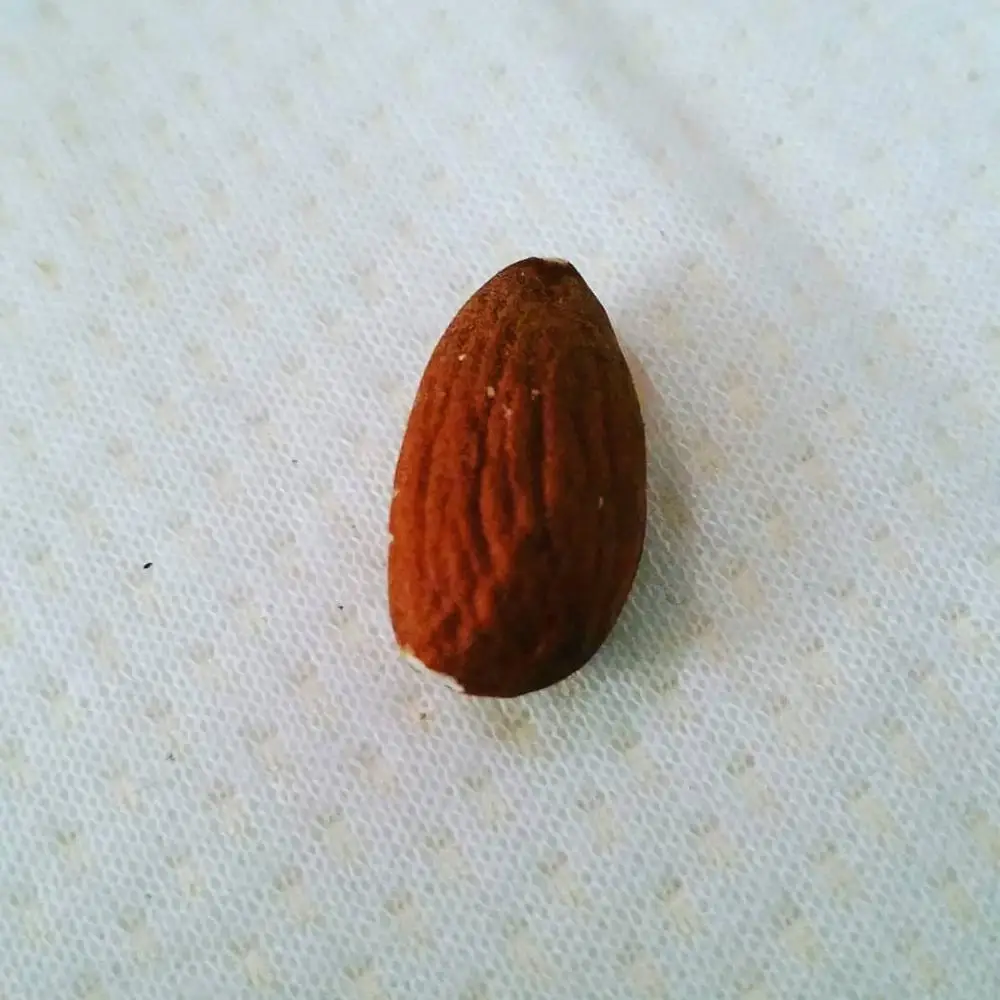 
Top quality organic dried whole almonds for sale 