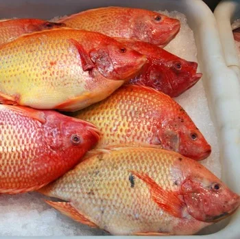 Frozen Mackerel Fish