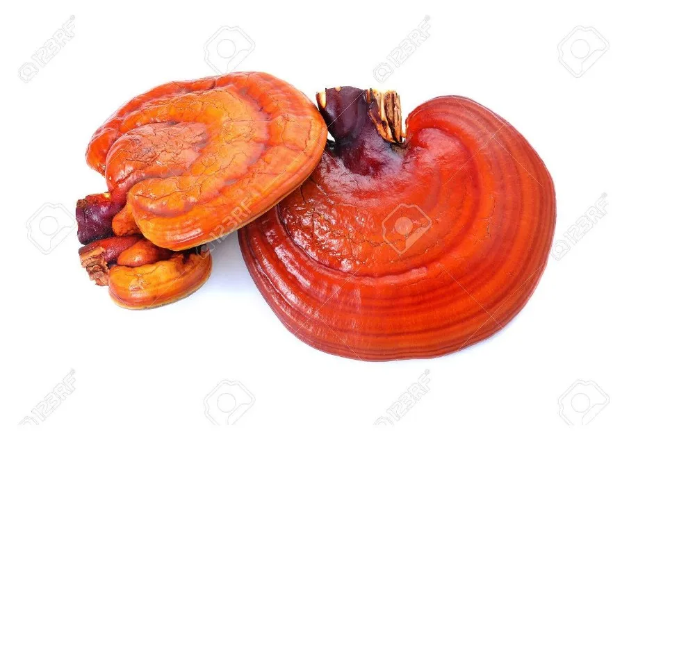 
Best Quality Reishi mushroom /Whatsapp +84 845 639 639 (Ms.Holiday) 