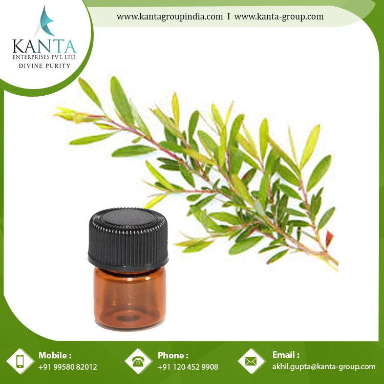 Pure Anti-Fungal Tea Tree Essential Oil helpful germ Killing Herbal Medicine at Cheap Wholesale Rate