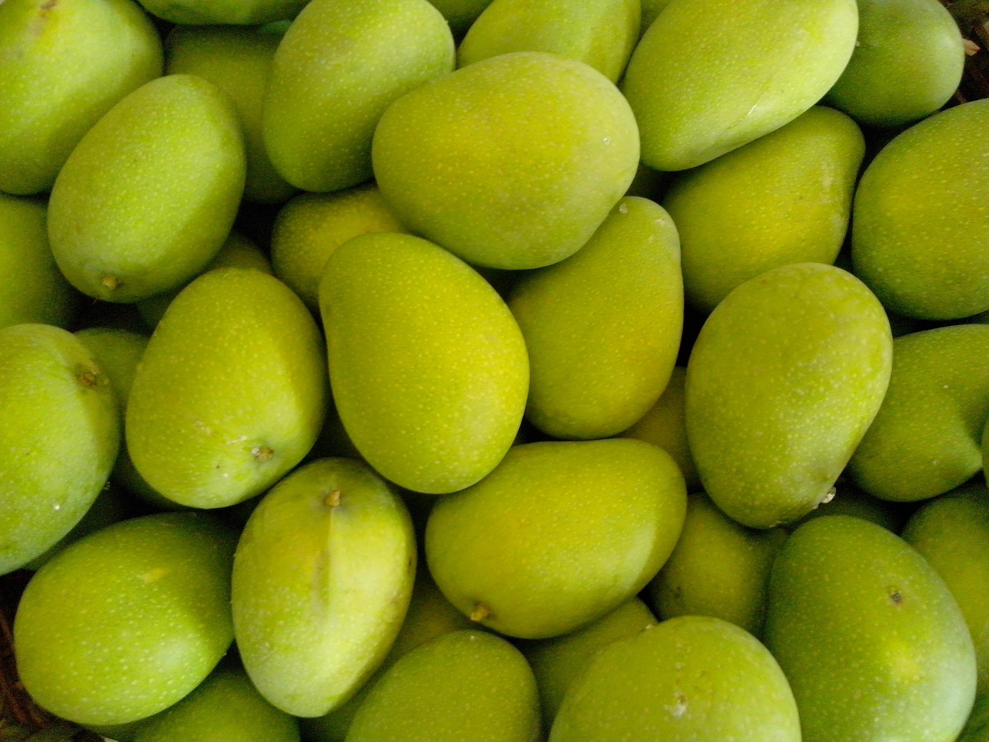 Banganapalli Mangoes for Malaysia/ Singapore and Middle East/Badami Mangoes!