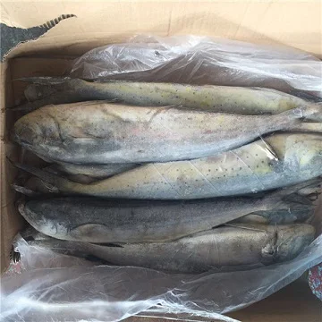 frozen fresh sea frozen mahi mahi whole round