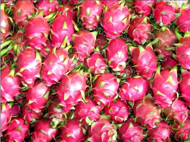 FRESH DRAGON FRUIT/PITAYA WITH THE COMPETITIVE PRICE / WHATSAPP: +84-979558557
