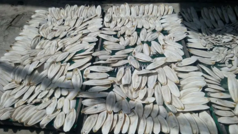 
HIGH QUALITY CUTTLE FISH BONE / CUTTLEBONE / SQUID BONE (WS: 0084987731263) 