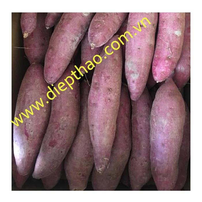 FRESH JAPANESE SWEET POTATOES /FRESH KUMARA FROM VIETNAM