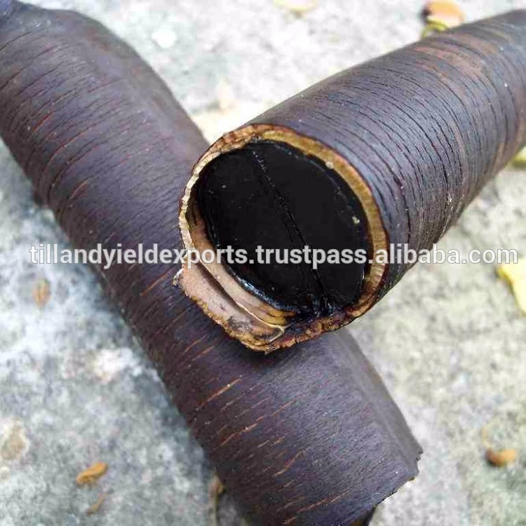 
Export quality Cassia fistula for sale/ crude herb 