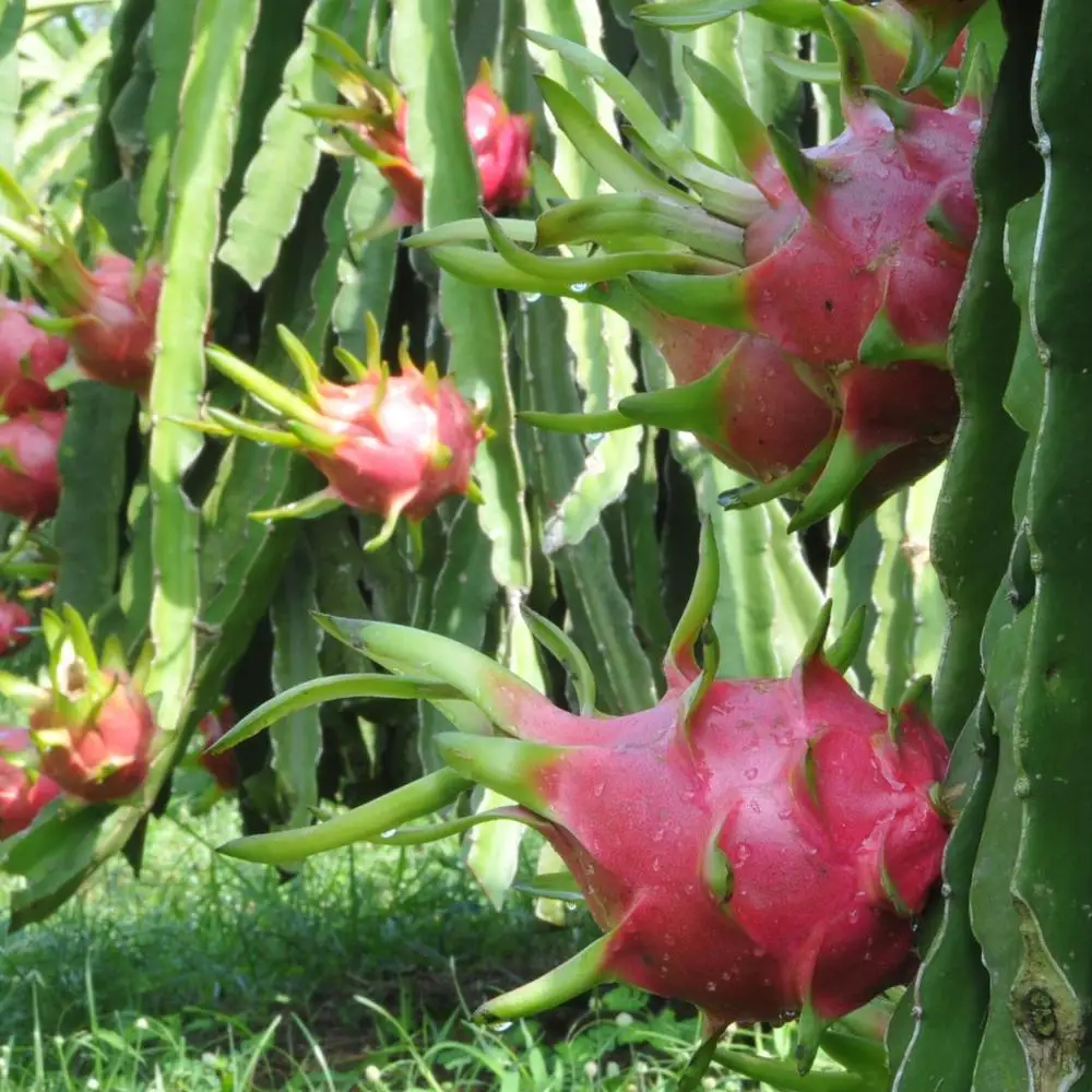 FRESH DRAGON FRUIT WITH HIGH QUALITY & THE BEST PRICE