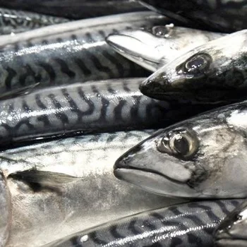 Frozen Mackerel Fish