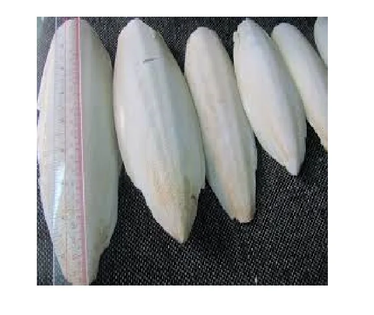 Высококачественная косточка для рыбы Для кальмара (WS: 0084987731263)