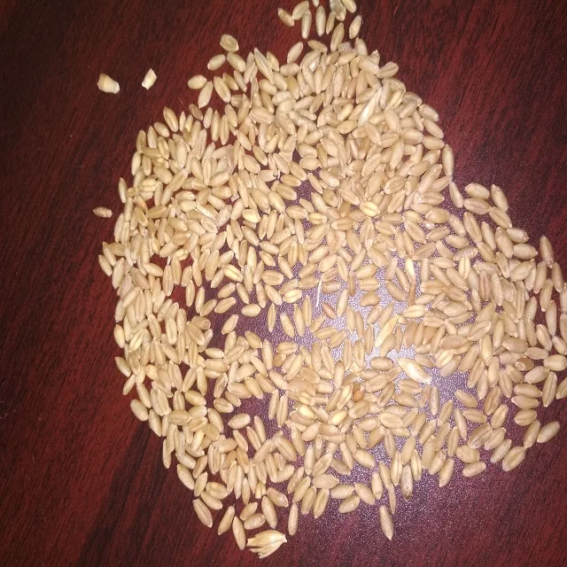 Индийская фрезеровка пшеницы AD, сушильный процесс и органическое культивирование, продажа Зерен Пшеницы