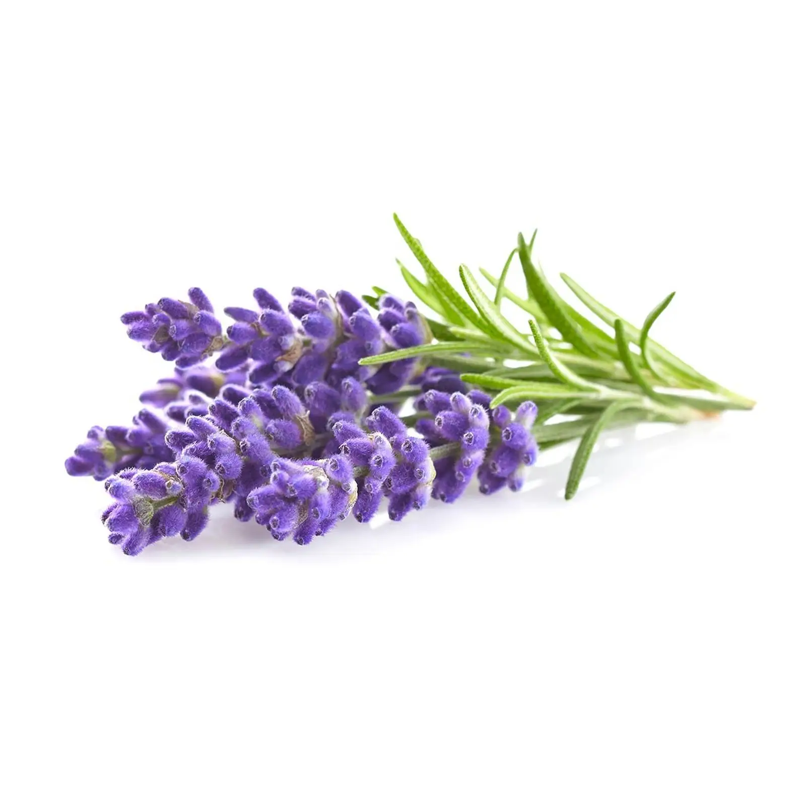 Wholesale Price Top Quality Undiluted 100% Pure Lavender Essential oil