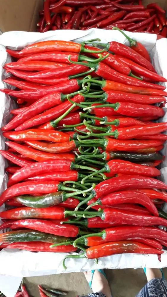 
FRESH RED CHILI / HIGH QUALITY / ORIGIN VIETNAM 