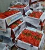 
FRESH RED CHILI / HIGH QUALITY / ORIGIN VIETNAM 