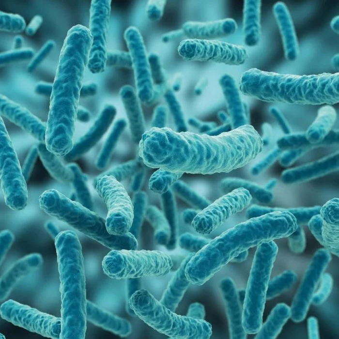 
Lactobaccilus Plantarum Probiotic Powder 20 Billion CFU / gm 