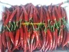 
FRESH RED CHILI / HIGH QUALITY / ORIGIN VIETNAM 