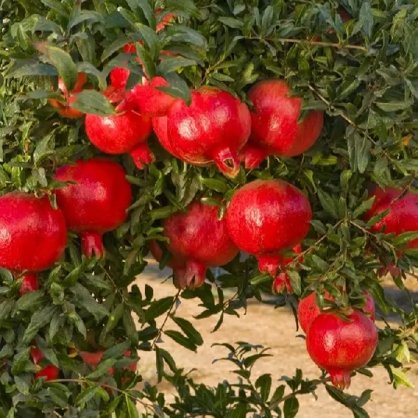 GOOD  Fresh Pomegranate Fruits For Sale / Fresh Pomegranate / Fresh Pomegranate Price