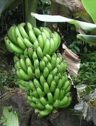 
fresh Banana 