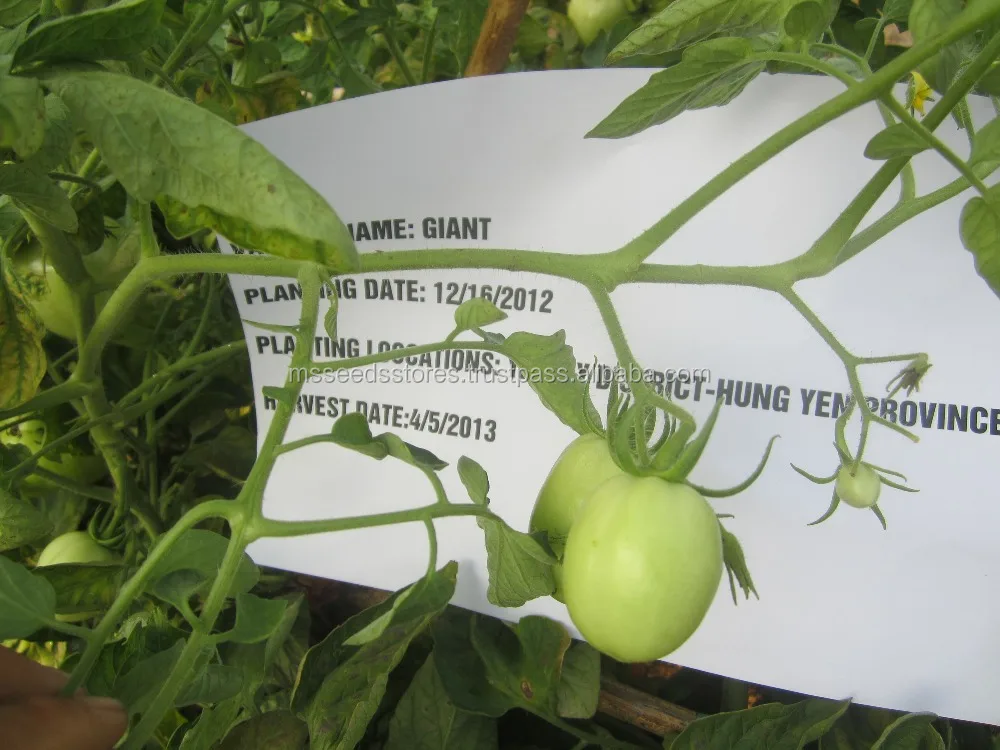
Giant Hybrid Tomato Seeds 