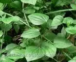 Rubia Cordifolia Roots Indian Madder Roots Manjistha Roots Powder