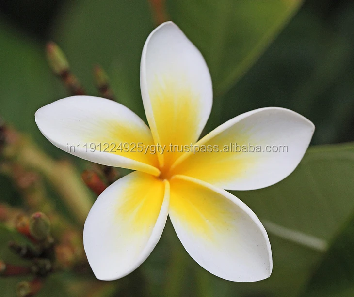 100% Pure High Quality Frangipani Essential Oil High Quality Aromatherapy Diffuser