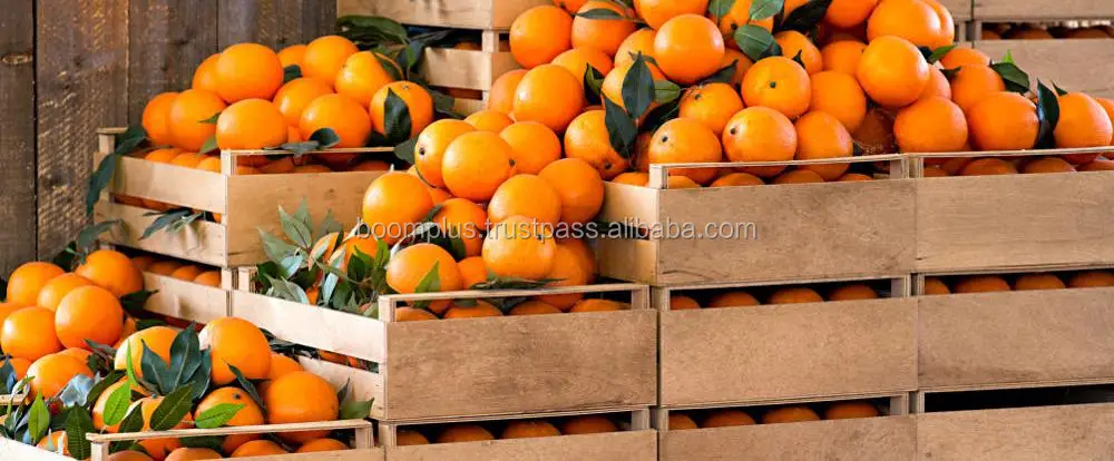 Fresh Valencia Oranges | Orange Price | Egyptian Product
