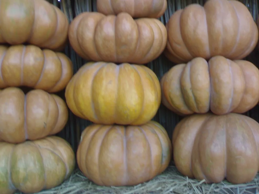 
Fresh Pumpkin for sale 